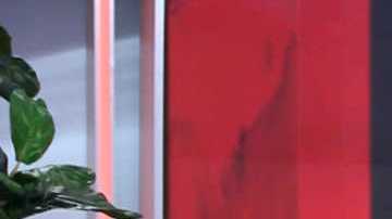 Jomari Goyso y Francisca, de 'Despierta América'.