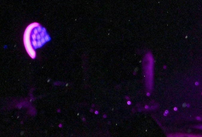 Lionel Messi, futbolista argentino