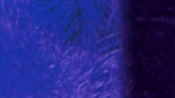 Dayanara Torres, exreina de belleza