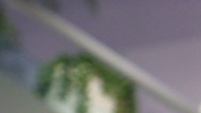 Cynthia Urias en 'Despierta América'