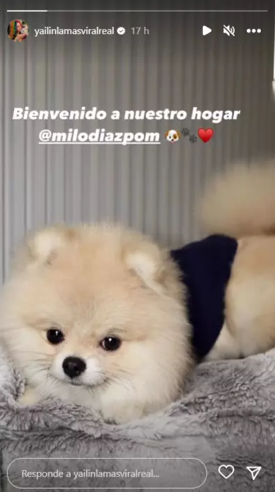 Milo, el nuevo perro de Yailin La Más Viral y su hija Cattleya