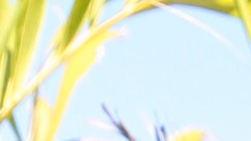 Carlos Adyan defiende a Yailin la Más Viral