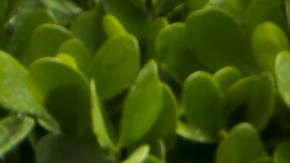 Clarissa Molina, presentadora dominicana de televisión.