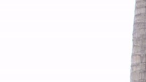 Nadia Ferreira y Marc Anthony