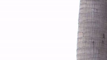 Nadia Ferreira y Marc Anthony.