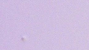 Elizabeth Gutiérrez.