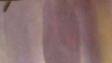 Rashel Díaz comparte como cambió su rutina y alimentación