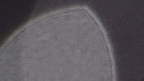 Gerard Piqué estaría atendiendo proyectos en México