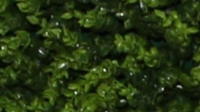 Elizabeth Gutiérrez y William Levy se reconciliaron