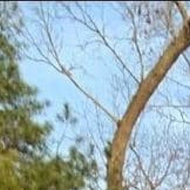 Taraja Ramsess falleció en un accidente de tránsito en Atlanta