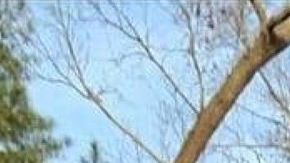 Taraja Ramsess falleció en un accidente de tránsito en Atlanta