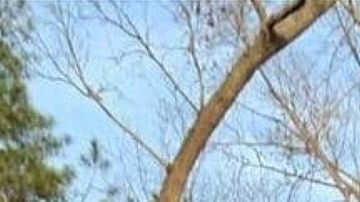 Taraja Ramsess falleció en un accidente de tránsito en Atlanta