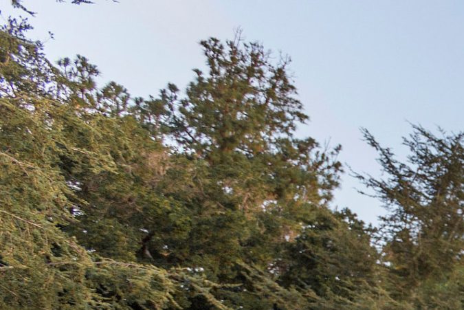 Mickey Mouse ya no será propiedad exclusiva de Disney.