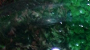 Alfredo Adame se defendió por los comentarios que hizo de Wendy Guevara