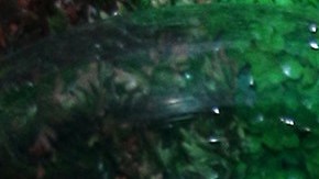 Alfredo Adame será integrante de 'La Casa de Los Famosos 4'.