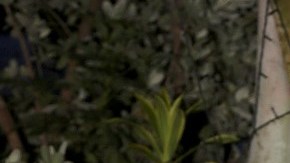 Daniella Navarro y Toni Costa participaron juntos en 'La Casa de los famosos 2'.