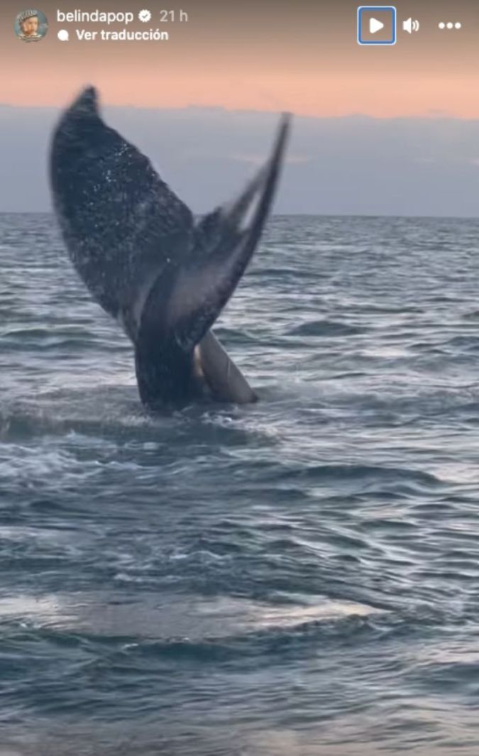 Belinda vio una ballena en sis vacaciones