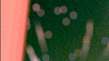 Sofía Vergara interpreta a Griselda Blanco en la nueva serie de Netflix, 'Griselda'.