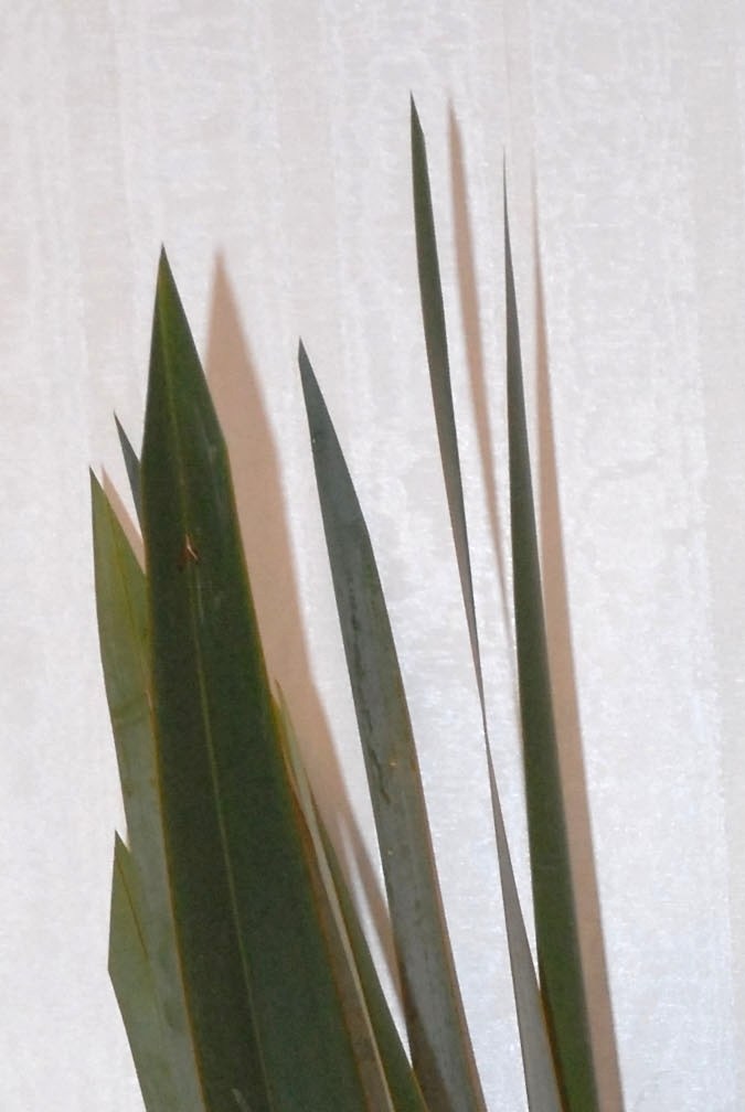 Sofía Vergara durante sus inicios en la actuación.