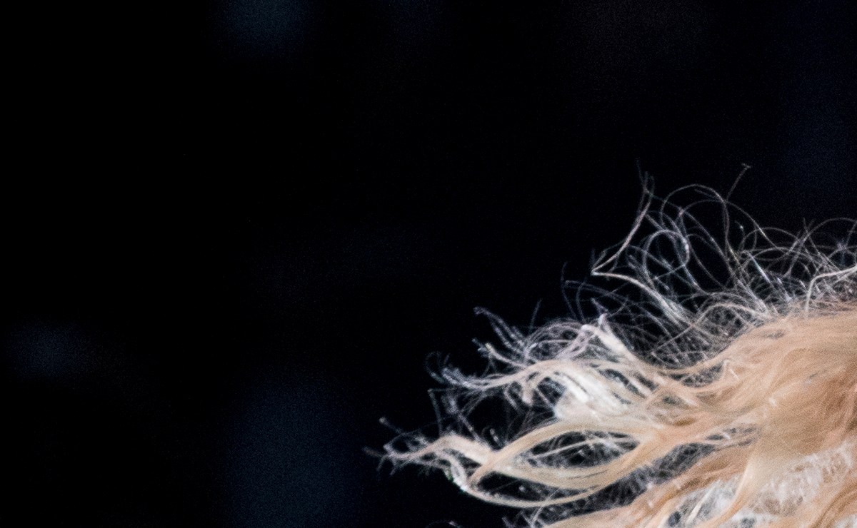 Beyoncé anuncia su nuevo álbum 'Renaissance Part II’, ¿cuándo se ...