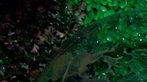 Magaly Chávez y Alfredo Adame mantuvieron un breve, pero tormentoso romance.