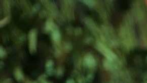 Shakira estrenará su nuevo álbum el próximo 22 de marzo.