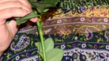 Falleció Thelma Dorantes, la conocida primera actriz de 'La Rosa de Guadalupe'
