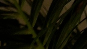 Jennifer López y Ben Affleck viven uno de los romances más esperados de todos los tiempos.