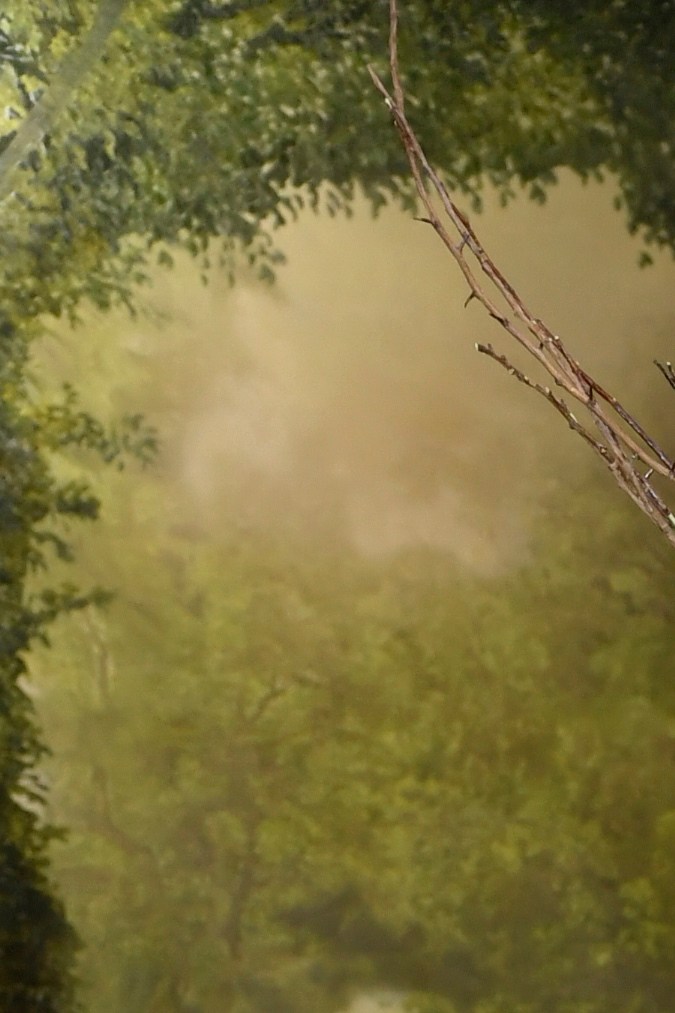 Lana del Rey en la MET Gala 2024.