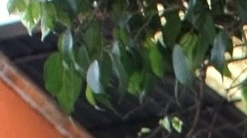 Gala Montes entrará a La Casa de los Famosos México.