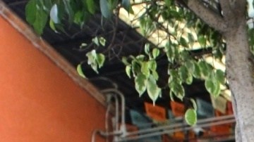 Gala Montes se declaró abiertamente bisexual.