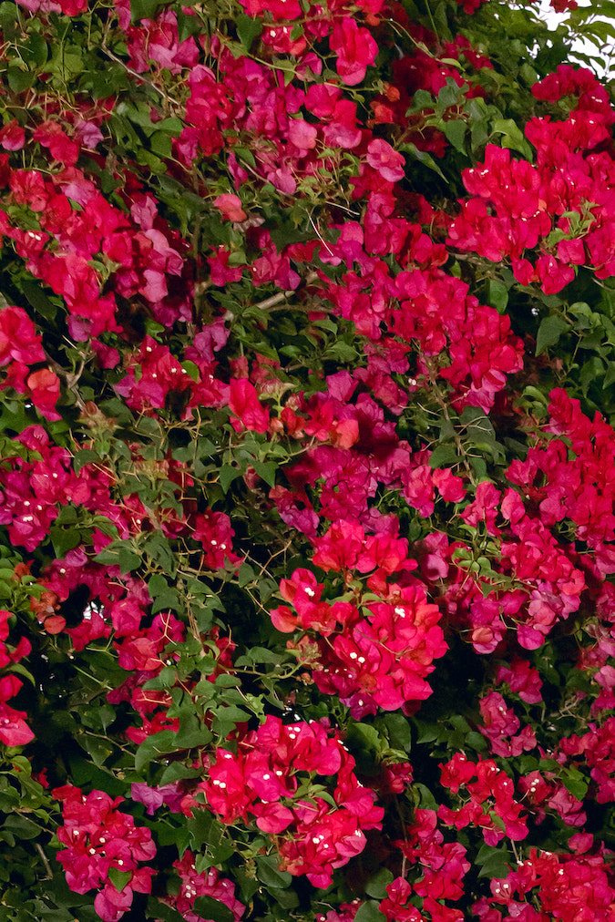 Lele Pons y Guaynaa se casaron en marzo de 2023.