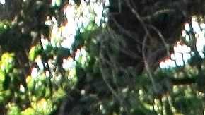 Gala Montes comienza su carrera dentro de la industria musical.