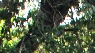 Gala Montes comienza su carrera dentro de la industria musical.