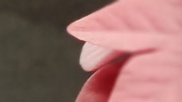 El actor Armando Zelaya, estrella de 'La Rosa de Guadalupe', deja un legado imborrable. Lee más sobre su vida y éxitos.