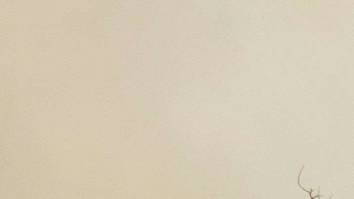 La solidaridad se hace presente en Los Ángeles. Alejandro Fernández y otros artistas ayudan a las víctimas de los incendios a través de donaciones y apoyo directo.