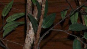 Alfredo Adame se convierte en el blanco de los participantes de "LCDLF All-Stars".