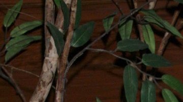 Alfredo Adame se convierte en el blanco de los participantes de "LCDLF All-Stars".