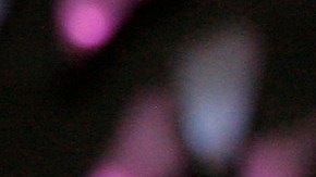 Reinaldo Herrera, Carolina Herrera