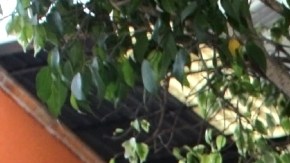 Acusan a Gala Montes de "interesada" y "mitómana".