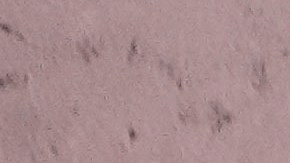 La policía arrestó a un joven de 22 años como sospechoso de su asesinato. (AP Photo/Martin Meissner, File).