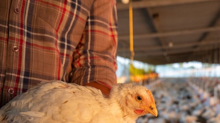 "La Granja VIP" ayuda a participante a superar su miedo a las gallinas.