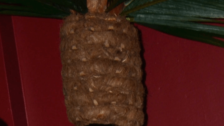 Ante estos comentarios, Yolanda Andrade también compartió un mensaje navideño en el que desmiente todas estas afirmaciones.