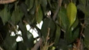 En el ámbito de las telenovelas, Ana Luisa Peluffo también dejó huella, actuó en historias como “Marimar”, “Lazos de amor”, “María Isabel”, “Soñadoras”, “Serafín” y “Carita de ángel”.