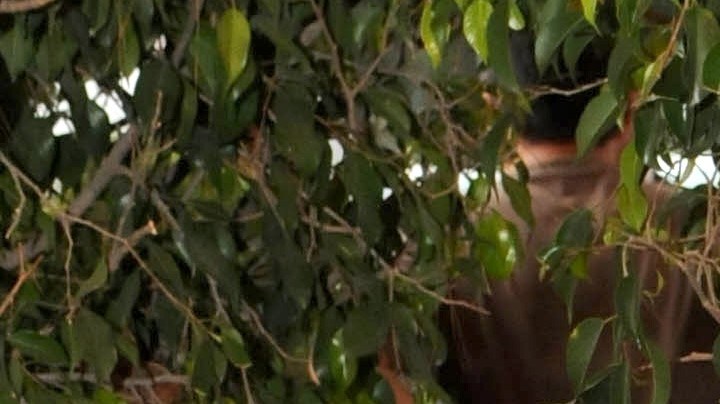 En el ámbito de las telenovelas, Ana Luisa Peluffo también dejó huella, actuó en historias como “Marimar”, “Lazos de amor”, “María Isabel”, “Soñadoras”, “Serafín” y “Carita de ángel”.