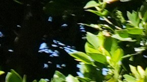 Un grupo ingresa a la propiedad de Rihanna el lunes 9 de marzo de 2026, en Beverly Hills, California. (Foto AP/Damian Dovarganes).