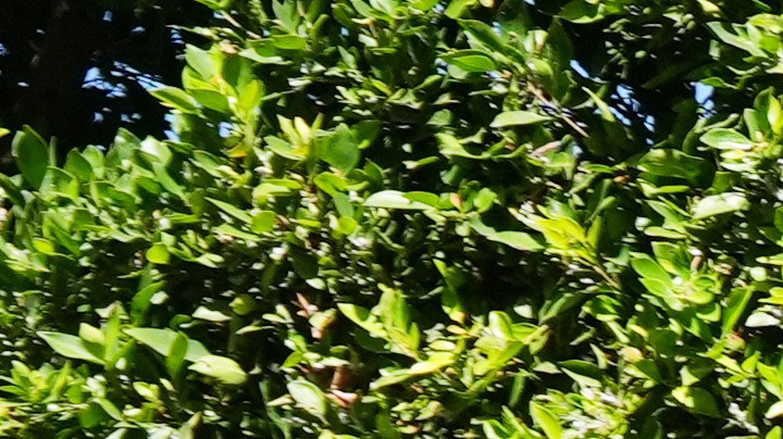 Un grupo ingresa a la propiedad de Rihanna el lunes 9 de marzo de 2026, en Beverly Hills, California. (Foto AP/Damian Dovarganes).