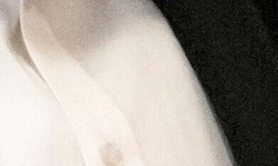 Rubby Pérez falleció trágicamente hace exactamente un año, el 8 de abril de 2025, a los 69 años de edad. El icónico merenguero dominicano perdió la vida debido al colapso del techo de la discoteca Jet Set en Santo Domingo, mientras ofrecía un concierto.