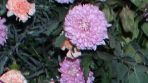 Azela Robinson sufre trastorno que le impide relacionarse en lugares públicos.